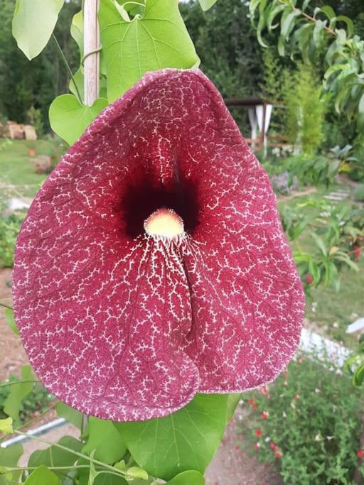 B&B Vegan La Mucca Felice - Grazioso Appartamento Nel Verde Rancio Valcuvia Extérieur photo